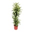 Dracaena Lemon Lime - 170 cm - ø34