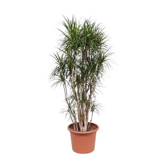 Dracaena Marginata vertakt - 210 cm - ø50