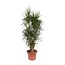 Dracaena Marginata vertakt - 190 cm - ø45