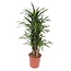 Dracaena Riki - 140 cm - ø30