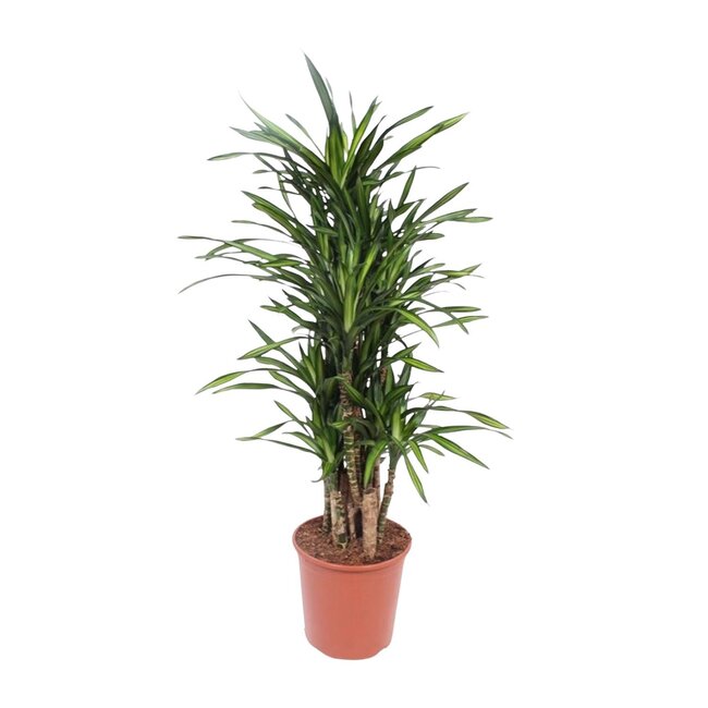 Dracaena Riki - 140 cm - ø30