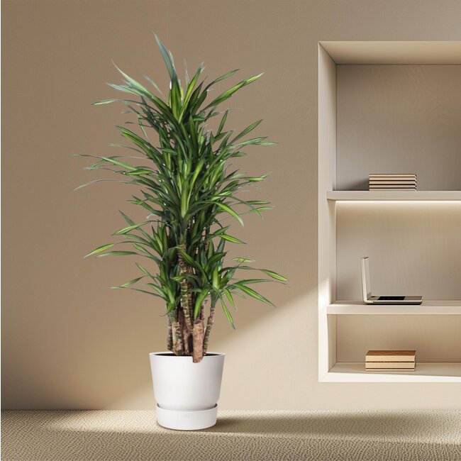 Dracaena Riki - 140 cm - ø30