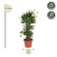Dracaena Surculosa - 240 cm - ø50