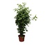 Dracaena Surculosa - 300 cm - ø60