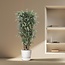 Dracaena Warneckei compacta - 140 cm - ø30