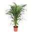 Dypsis Lutescens (Areca Palm) - 160 cm - ø30