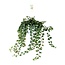 Hedera Helix Wonder - Ø17 - ↨70cm