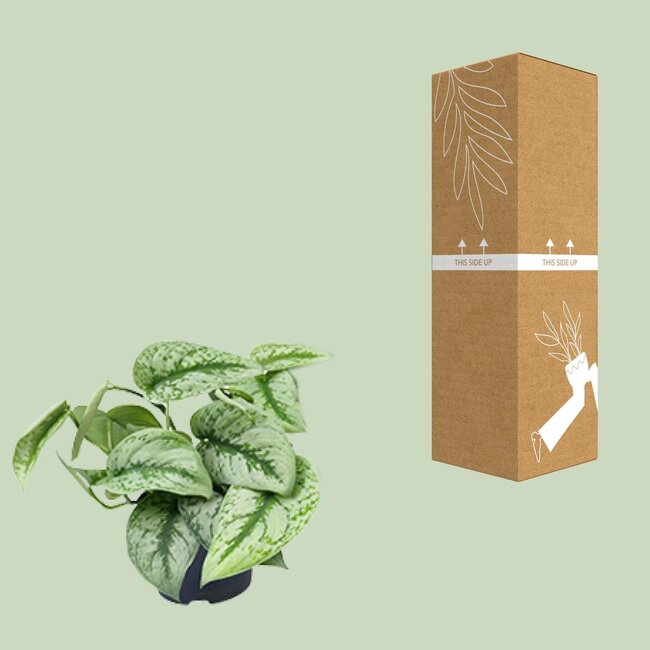 Scindapsus Pictus Trebie