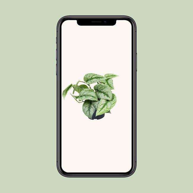 Scindapsus Pictus Trebie