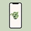 Scindapsus Pictus Trebie