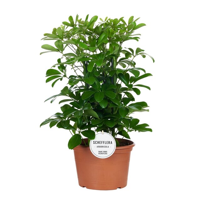 Schefflera Nora - Ø21cm - ↕50cm