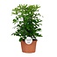 Schefflera Nora - Ø21cm - ↕50cm