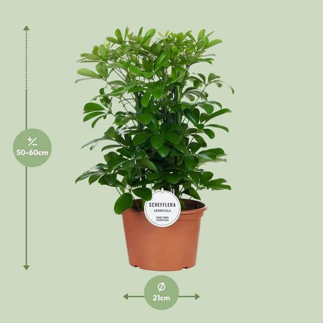Schefflera Nora - Ø21cm - ↕50cm