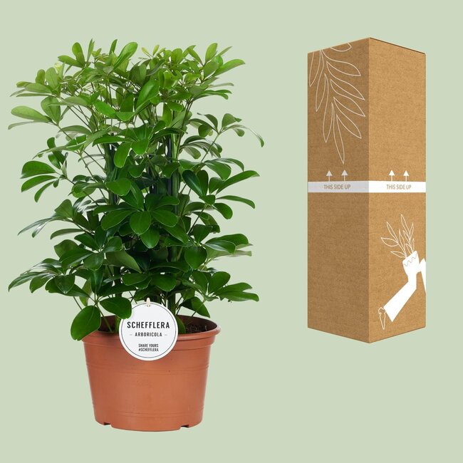 Schefflera Nora - Ø21cm - ↕50cm