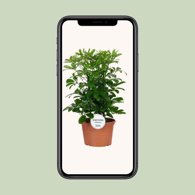 Schefflera Nora - Ø21cm - ↕50cm