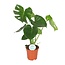 Monstera Deliciosa - Gatenplant - 65cm - Ø21 -