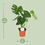 Monstera Deliciosa - Gatenplant - 65cm - Ø21 -