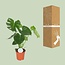 Monstera Deliciosa - Gatenplant - 65cm - Ø21 -