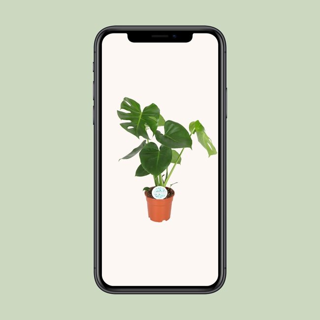 Monstera Deliciosa - Gatenplant - 65cm - Ø21 -