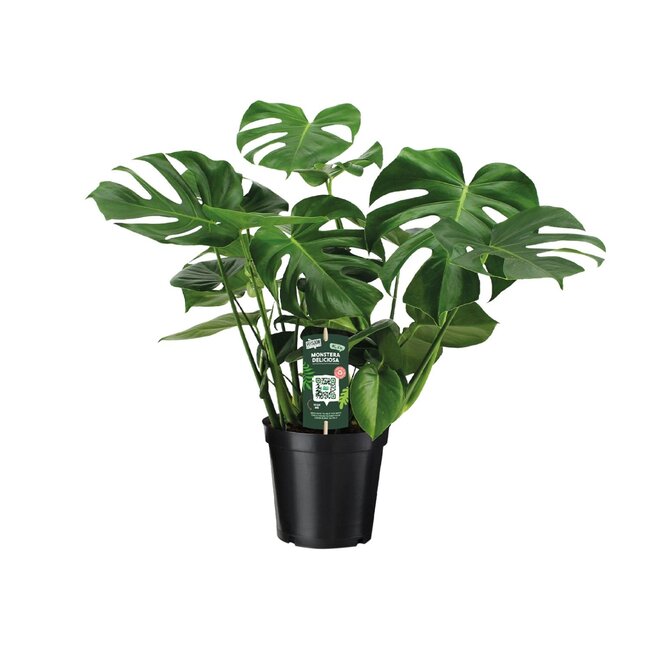 Monstera Deliciosa - Gatenplant - 65cm - Ø21 -