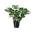 Monstera Deliciosa - Gatenplant - 65cm - Ø21 -