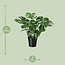 Monstera Deliciosa - Gatenplant - 65cm - Ø21 -