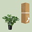 Monstera Deliciosa - Gatenplant - 65cm - Ø21 -