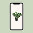 Monstera Deliciosa - Gatenplant - 65cm - Ø21 -