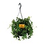 Parthenocissus Striatha Hang - Ø15cm - ↕15cm