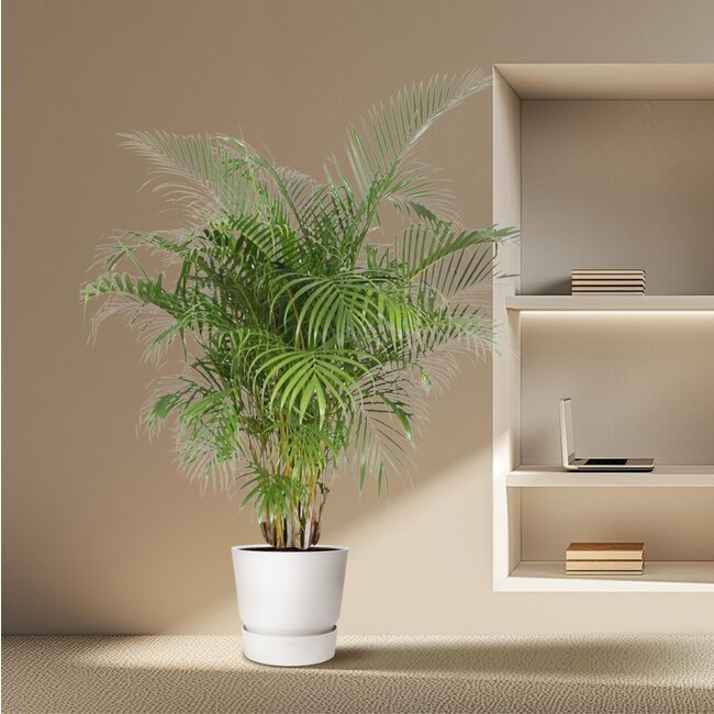 Dypsis Lutescens (Areca Palm) - 200 cm - ø40