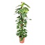 Epipremnum Aureum mosstok - 150 cm - ø27