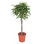 Ficus Amstel King gevlochten stam - 150 cm - ø30