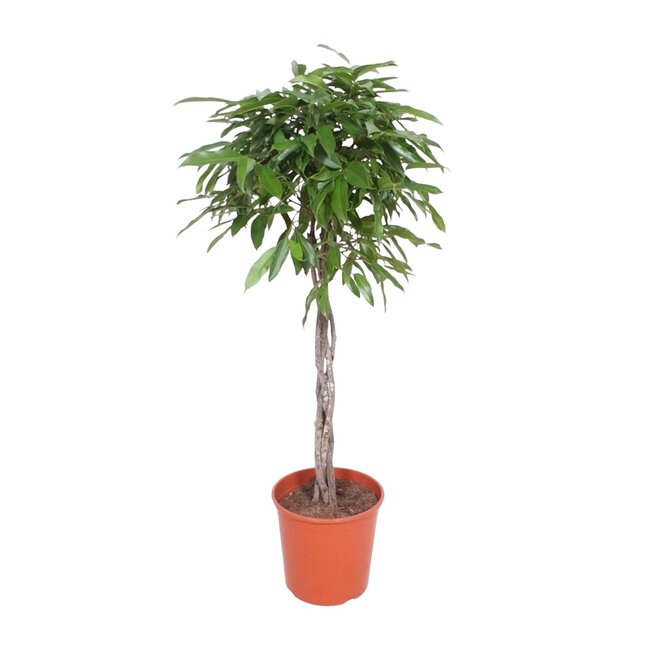Ficus Amstel King gevlochten stam - 150 cm - ø30