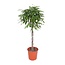 Ficus Amstel King gevlochten stam - 150 cm - ø30