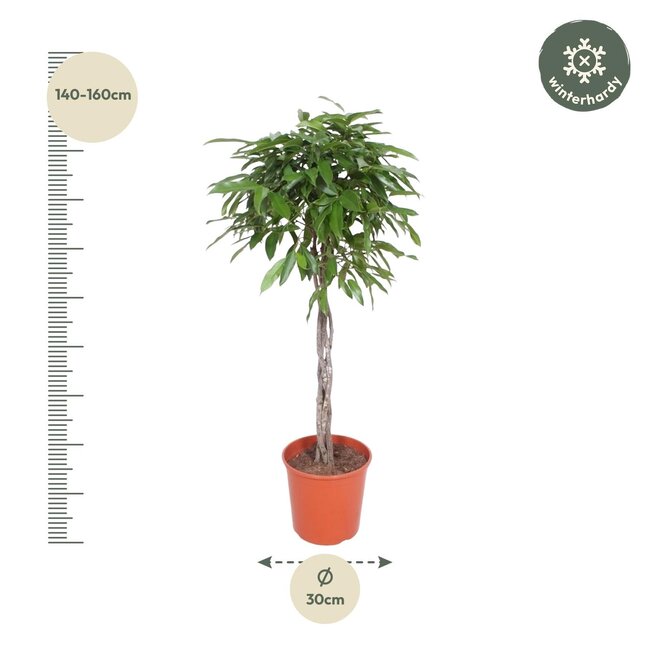 Ficus Amstel King gevlochten stam - 150 cm - ø30