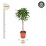Ficus Amstel King gevlochten stam - 150 cm - ø30