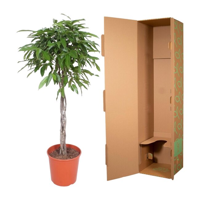Ficus Amstel King gevlochten stam - 150 cm - ø30