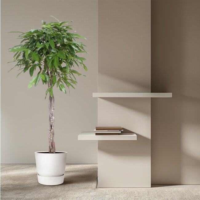 Ficus Amstel King gevlochten stam - 150 cm - ø30