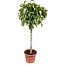 Ficus Amstel King - 180 cm - ø40