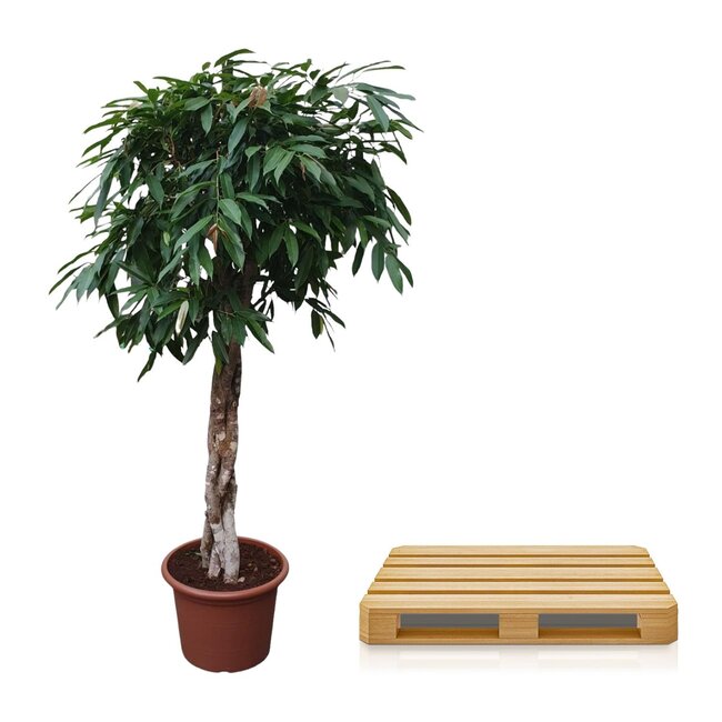 Ficus Amstel King gevlochten stam - 190 cm - ø45