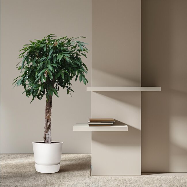 Ficus Amstel King gevlochten stam - 190 cm - ø45