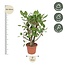 Ficus Benghalensis vertakt - 140 cm - ø40