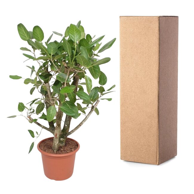 Ficus Benghalensis vertakt - 140 cm - ø40