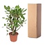 Ficus Benghalensis vertakt - 140 cm - ø40