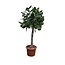 Ficus Benghalensis boom - 180 cm - ø45
