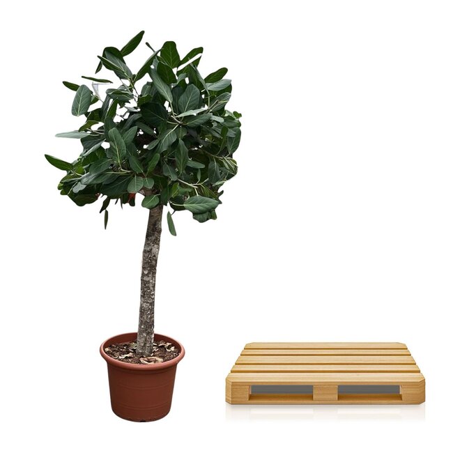 Ficus Benghalensis boom - 180 cm - ø45
