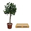 Ficus Benghalensis boom - 180 cm - ø45