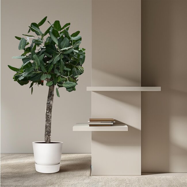 Ficus Benghalensis boom - 180 cm - ø45