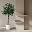 Ficus Benghalensis boom - 180 cm - ø45