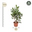 Ficus Benghalensis vertakt - 170 cm - ø50